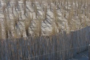 Fence and planted vegetation to trap the sand (Baltic coast)